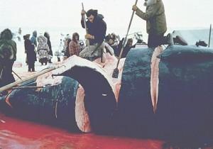 whaling_alaska_carving_whale_meat-300x210